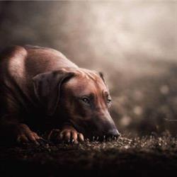 Janaihmani Ridgeback Kennel