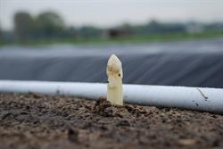 Verstappen Asperges