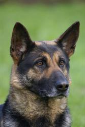 Duitse Herder kennel v.d. Kromme Elleboog