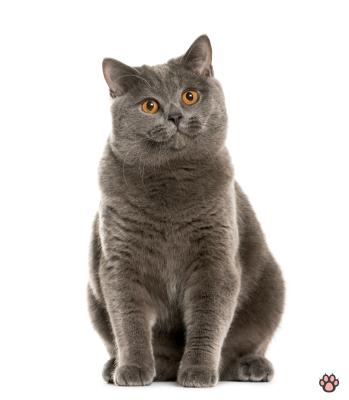 Krabpaal-Pro-Kat