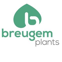 Breugem Plants Bv