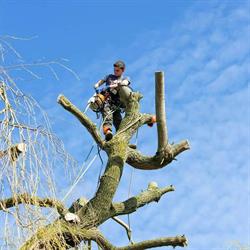 Groeneveld Hovenier & Boomverzorging