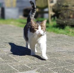 Stichting Kinderboerderij Buitengewoon