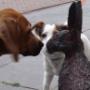 honden dorp