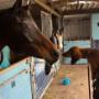 manege