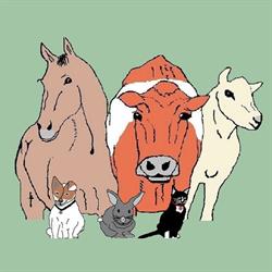 DierenArtsenPraktijk Midden-Drenthe