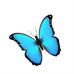 ButterflyRoad Studio