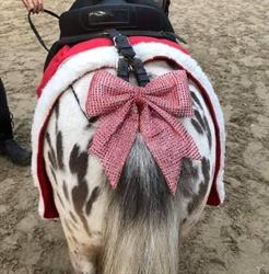 Spikkel Ponyverhuur