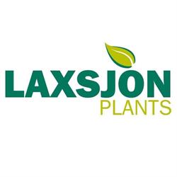Laxsjon Plants