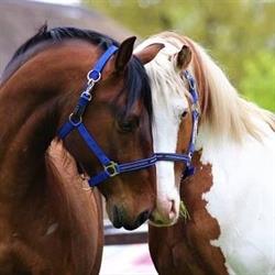 Equine Visions B.V.