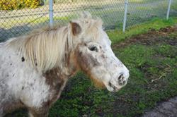 Kinderboerderij De Voskuilerhoeve
