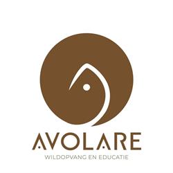 Avolare