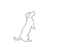 Lilys Pet Care and Wellness (Trimsalon)