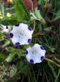 tuinonderhoud