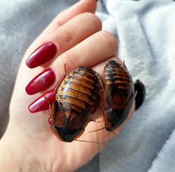 Luxury Beauty - Nails & Beauty Salon