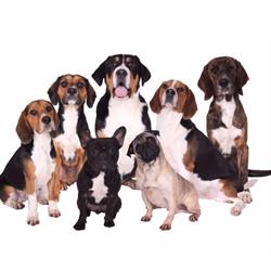 Happy pets - Happy you VOF