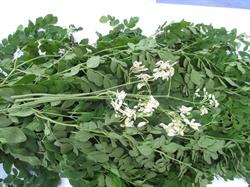 Moringa's Finest