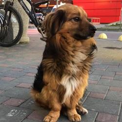 Stichting Dierenopvang Bosnië