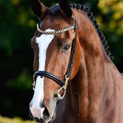 Hoefsmederij Sjors van Oorschot / Van Oorschot & Zwijnenberg Sporthorses