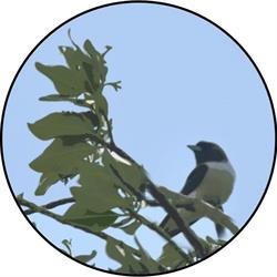 Het Groene Woud dierenv. en -ben