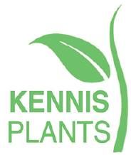 Kennisplants