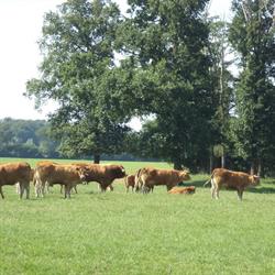 Limousin Vereniging Nederland