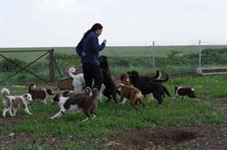 Shuki's dog services