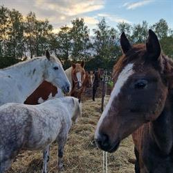 JamboJoy Trainingen