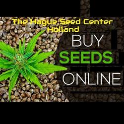 The Hague Seed Center Holland | Cannabis Seeds & Smartshop