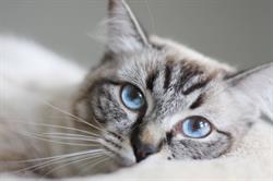 Felifeline