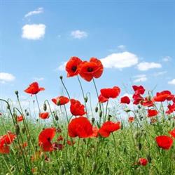 Atelier de Papaver