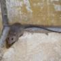 Ratten bestrijden Amsterdam