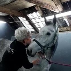 Beowulf Dier & Massage