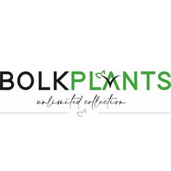 Bolk Plants