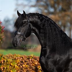 Van Kempen Sporthorses