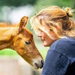 PaardenLuisteren
