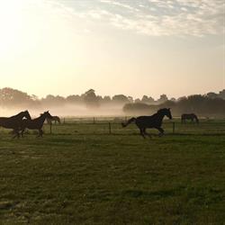 Hippisch Centrum Hermkushof