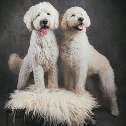 Trimstudio De Verknipte Hond