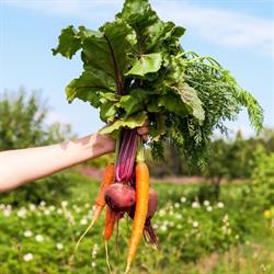 Beemstergaard CSA