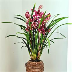 Eijk Orchids