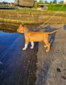 Puppycursus aan huis in Kampen