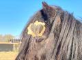Familieopstelling met paarden