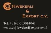 COJ Kwekerij en Export V.O.F. Lisse