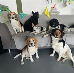 Samz Dogz Castricum
