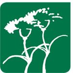 Divine Flowers Hoek Van Holland