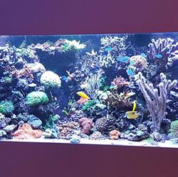 Aquarium Service Best Best