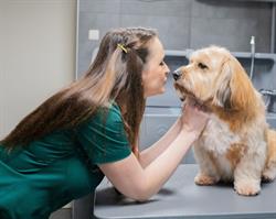 Trimsalon K.I. Dog Grooming Sandur