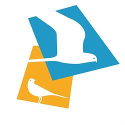 Grauwe Kiekendief - Kenniscentrum Akkervogels Zuidlaren