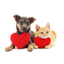 Shop voor Dieren
