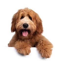 Trimsalon ScoobyDoodle & Friends Barneveld